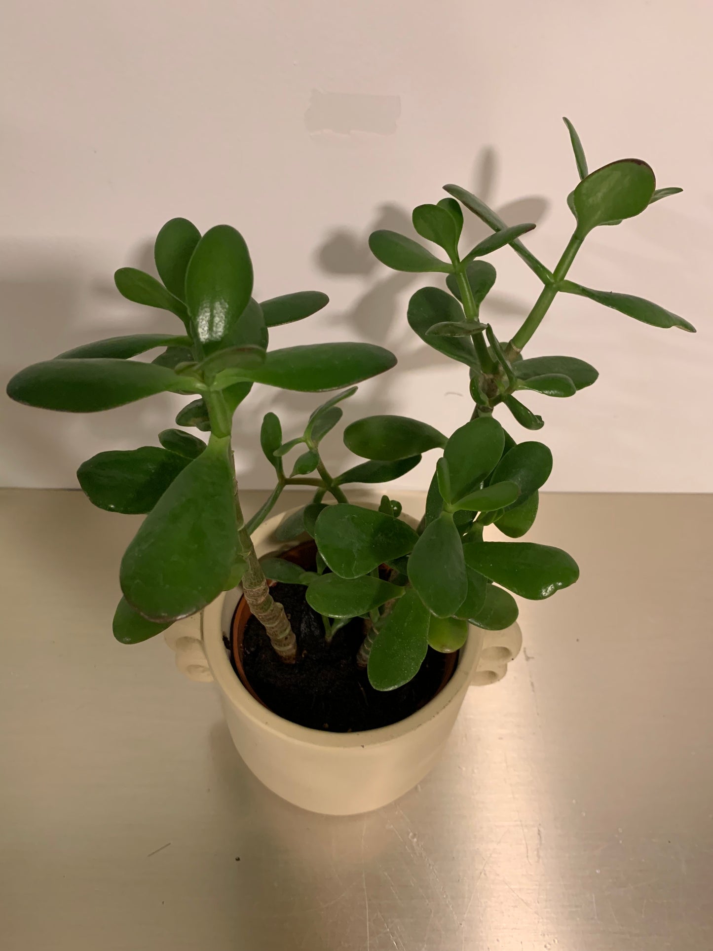 Kamerplant Crassula