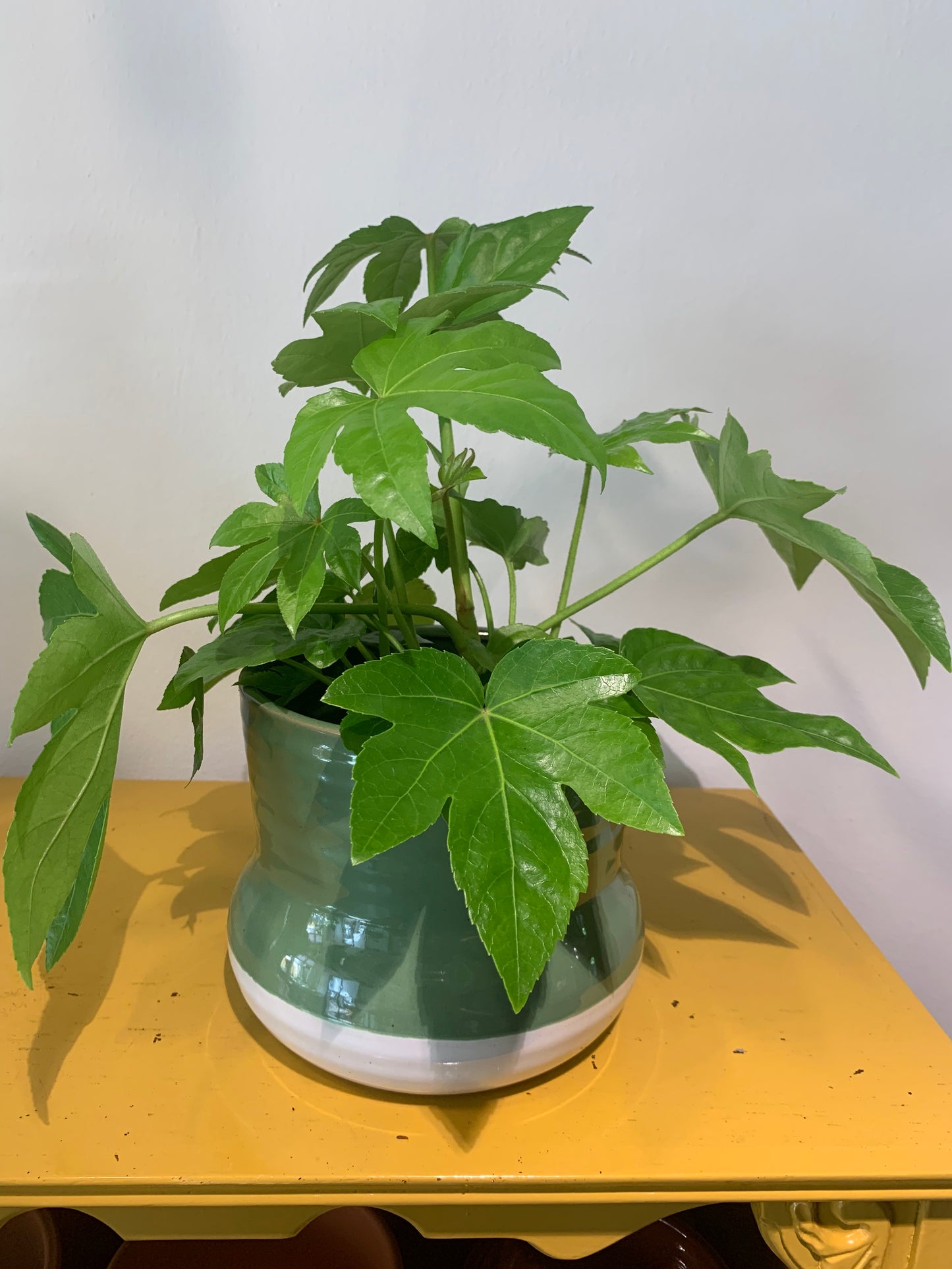 Kamerplant Fatsia