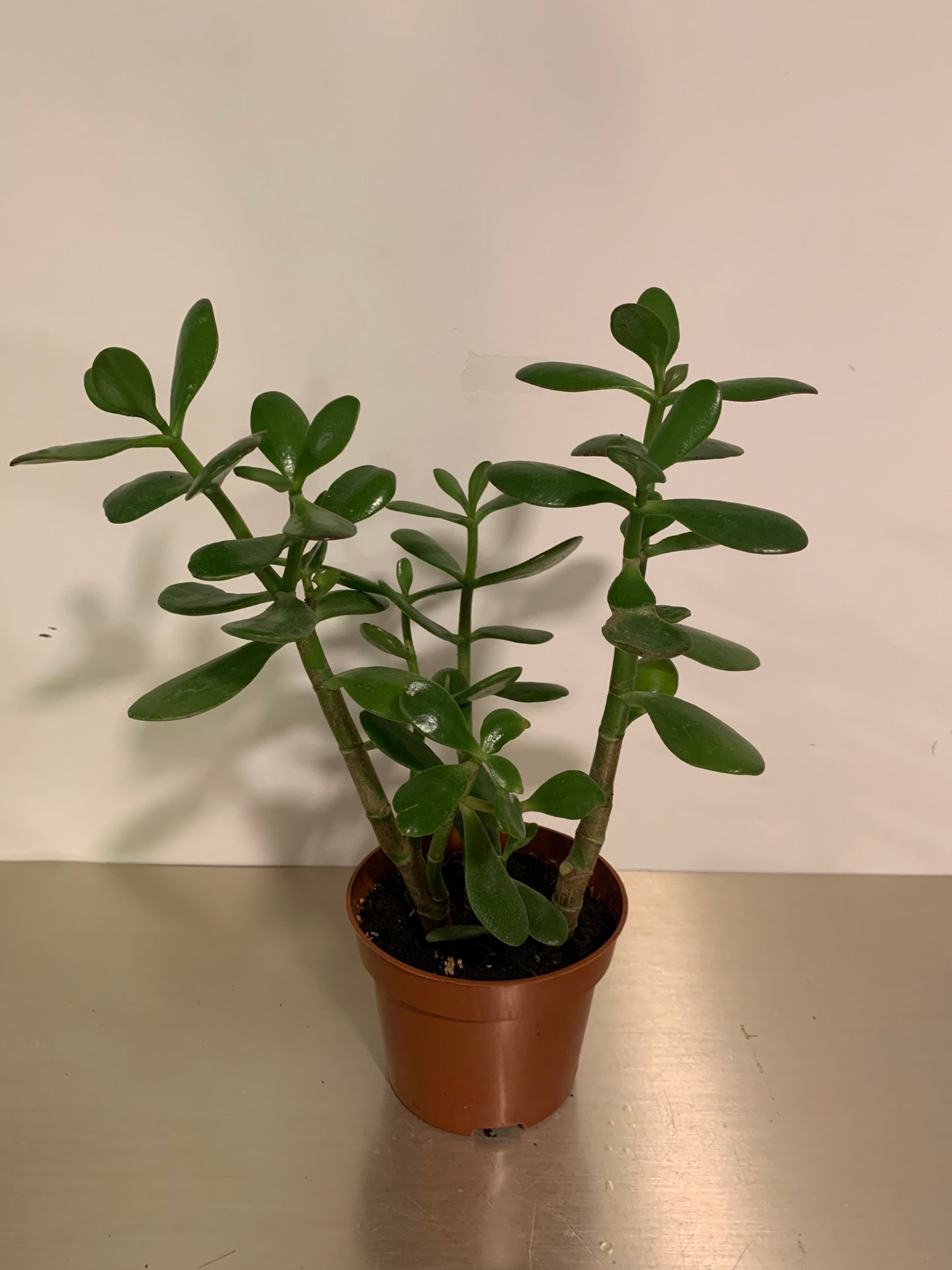 Kamerplant Crassula