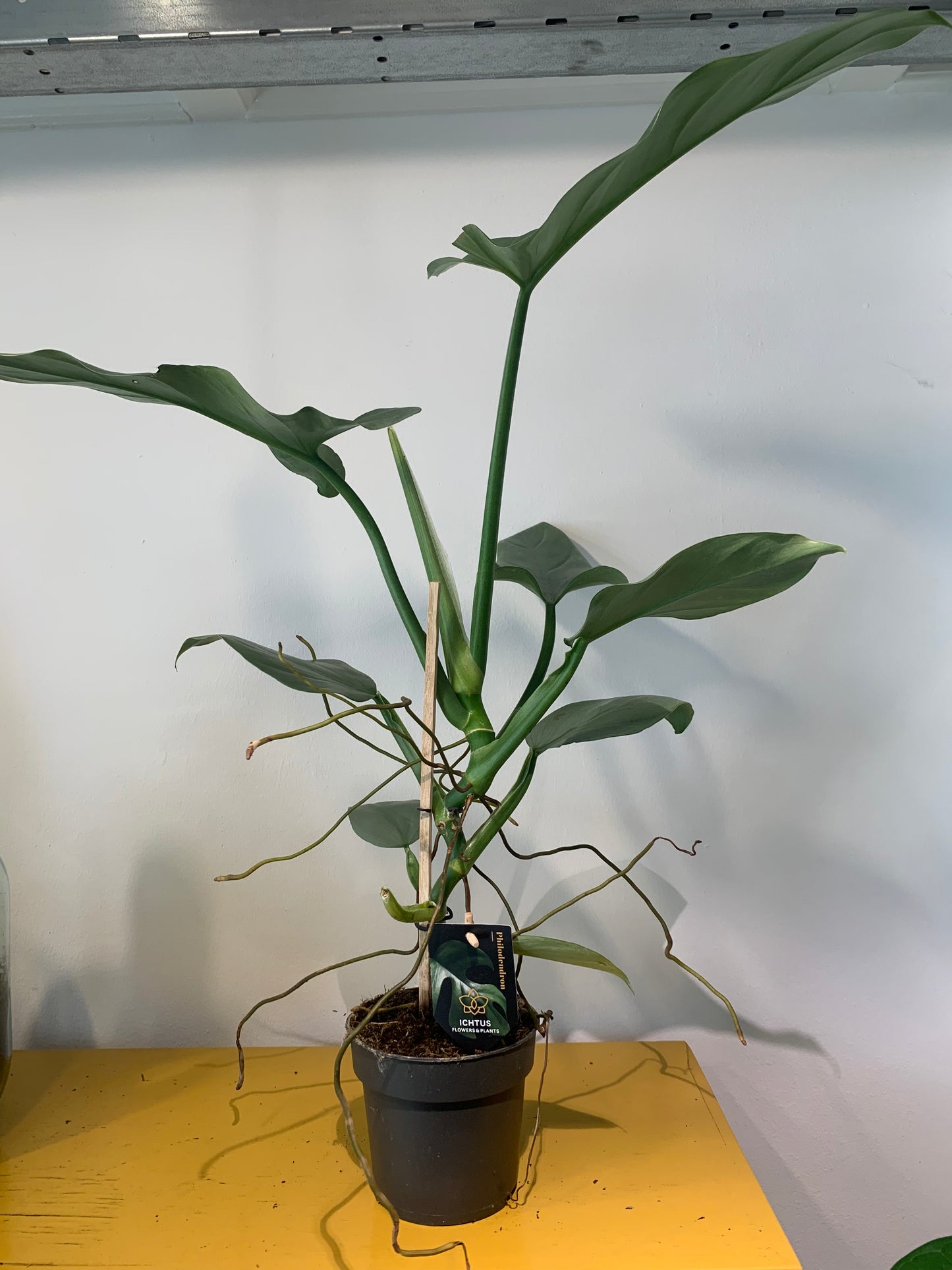 Kamerplant Philodendron Silver Queen