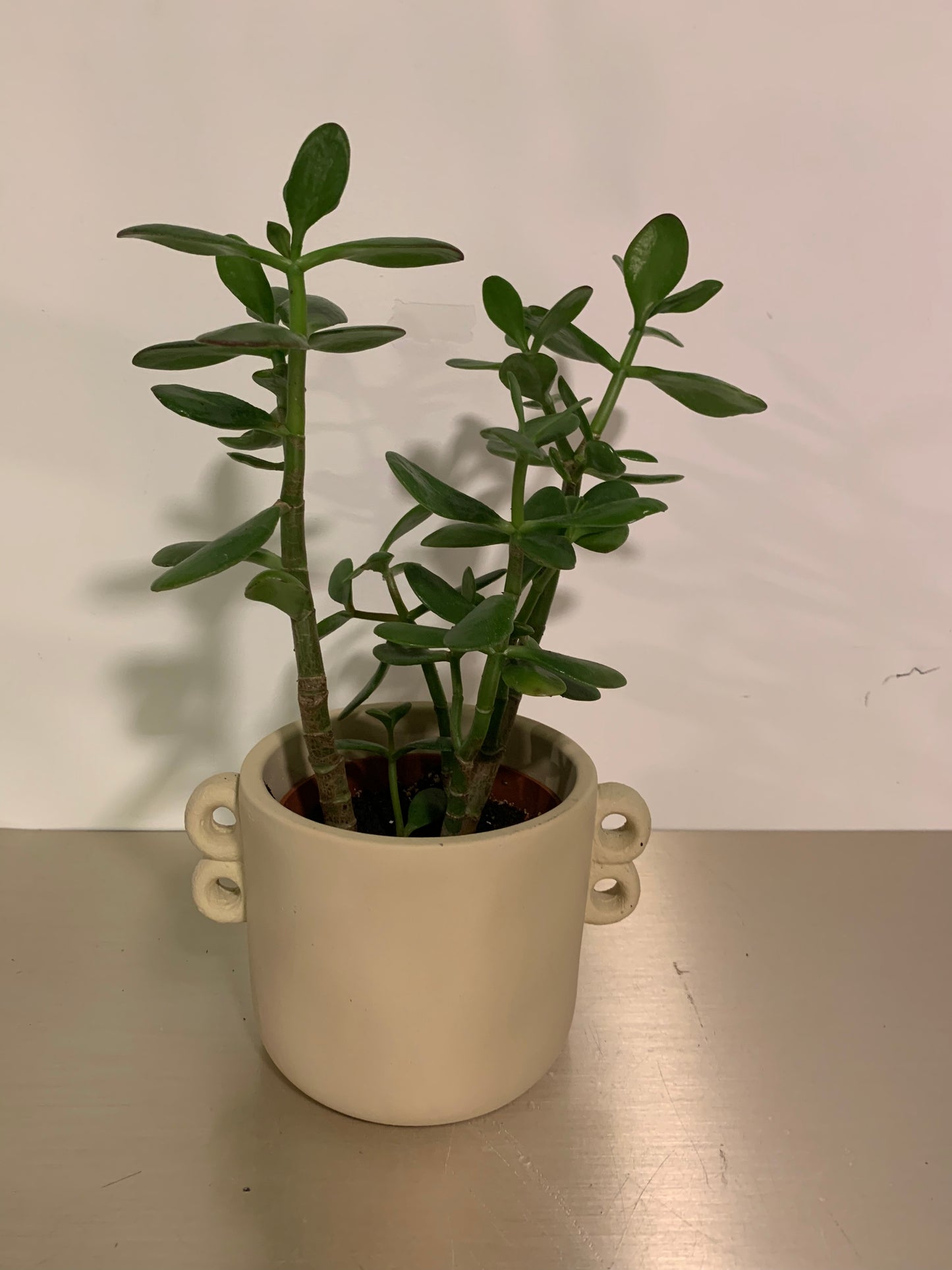 Kamerplant Crassula