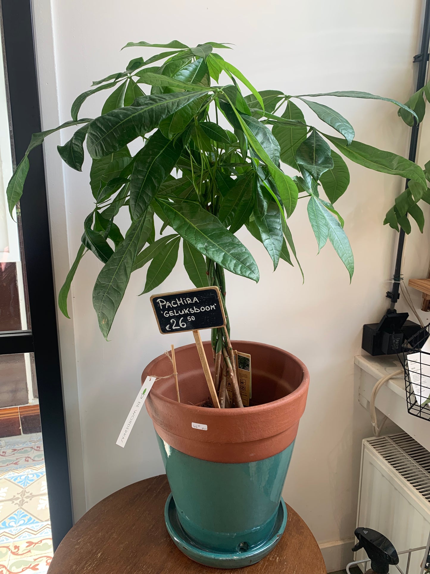 Kamerplant Pachira (Geluksplant)