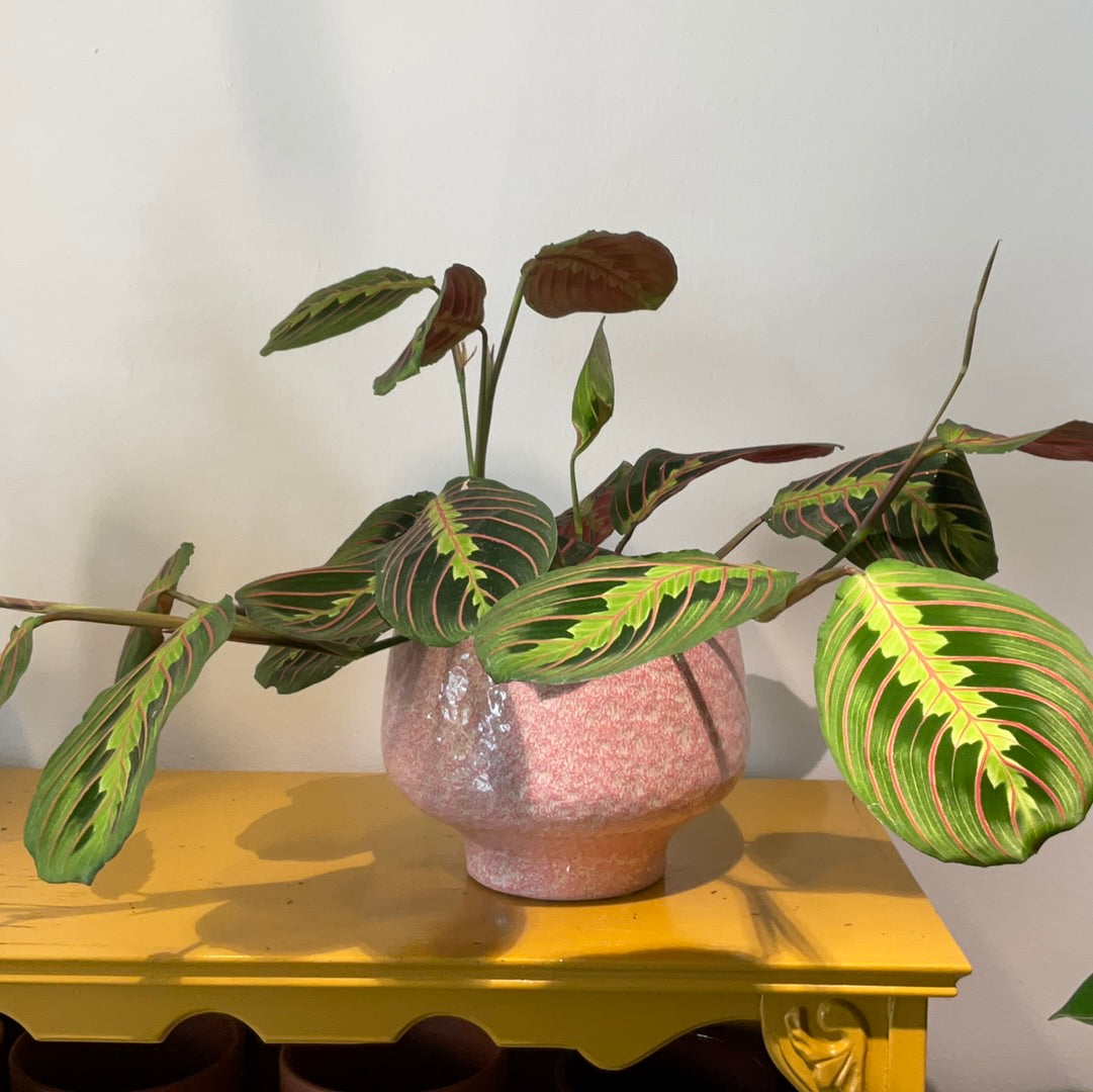 Kamerplant Maranta leuconeura Fascinator