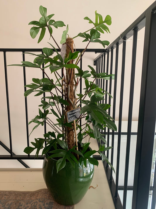 Kamerplant Philodendron Pedatum