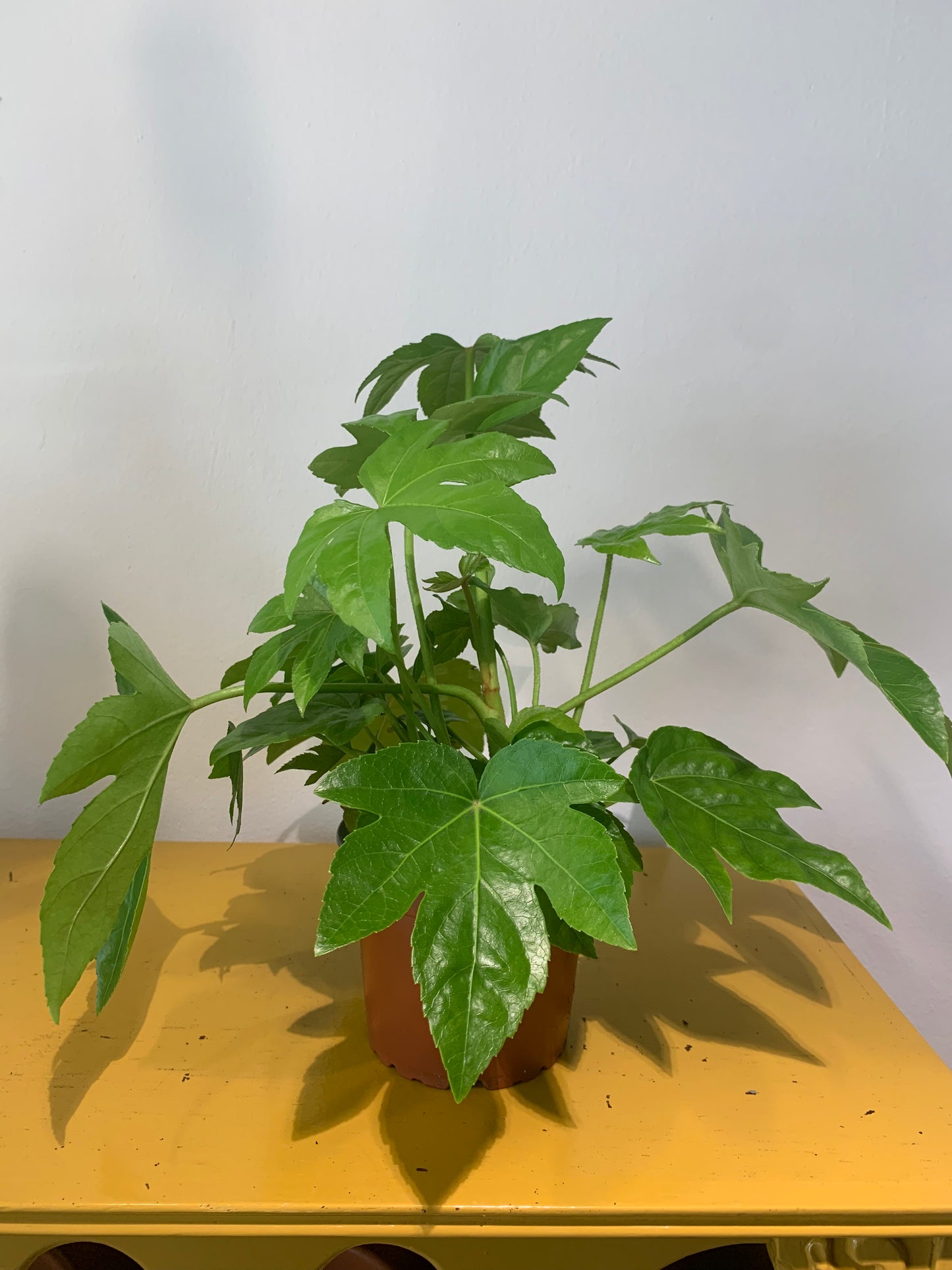 Kamerplant Fatsia