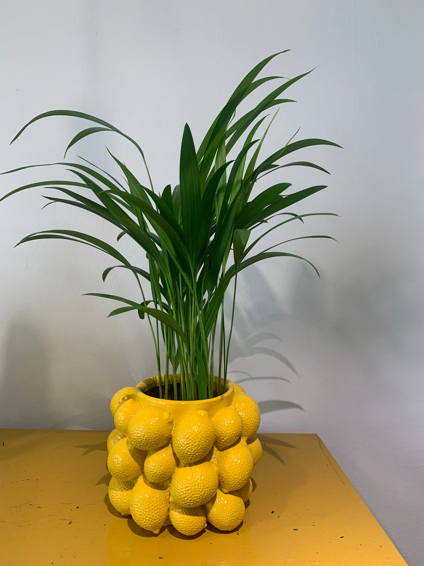 Kamerplant Dypsis (Goudpalm)