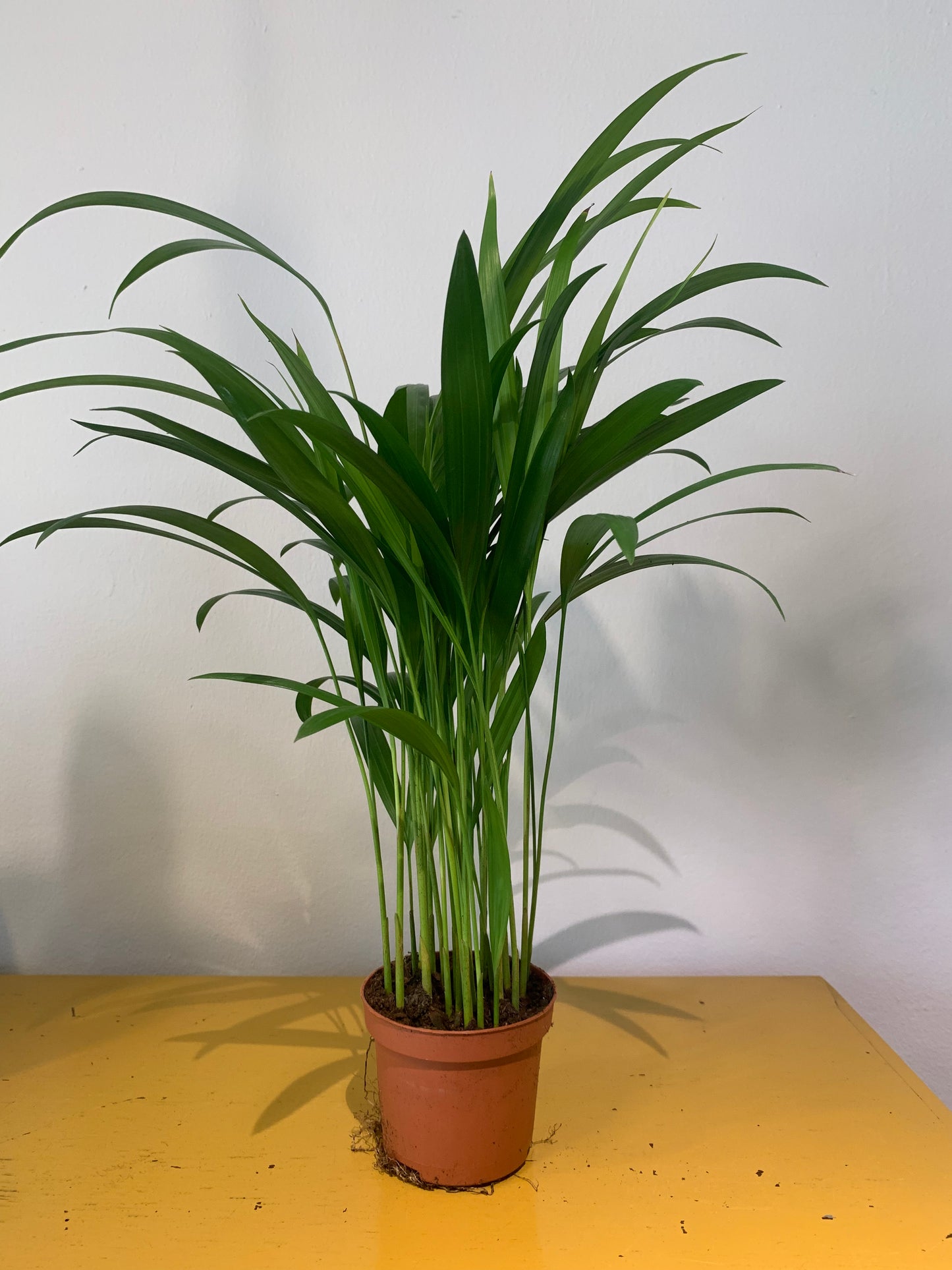 Kamerplant Dypsis (Goudpalm)