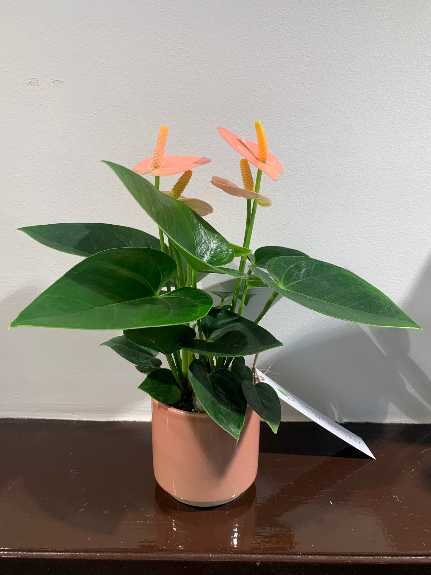 Kamerplant Anthurium roze