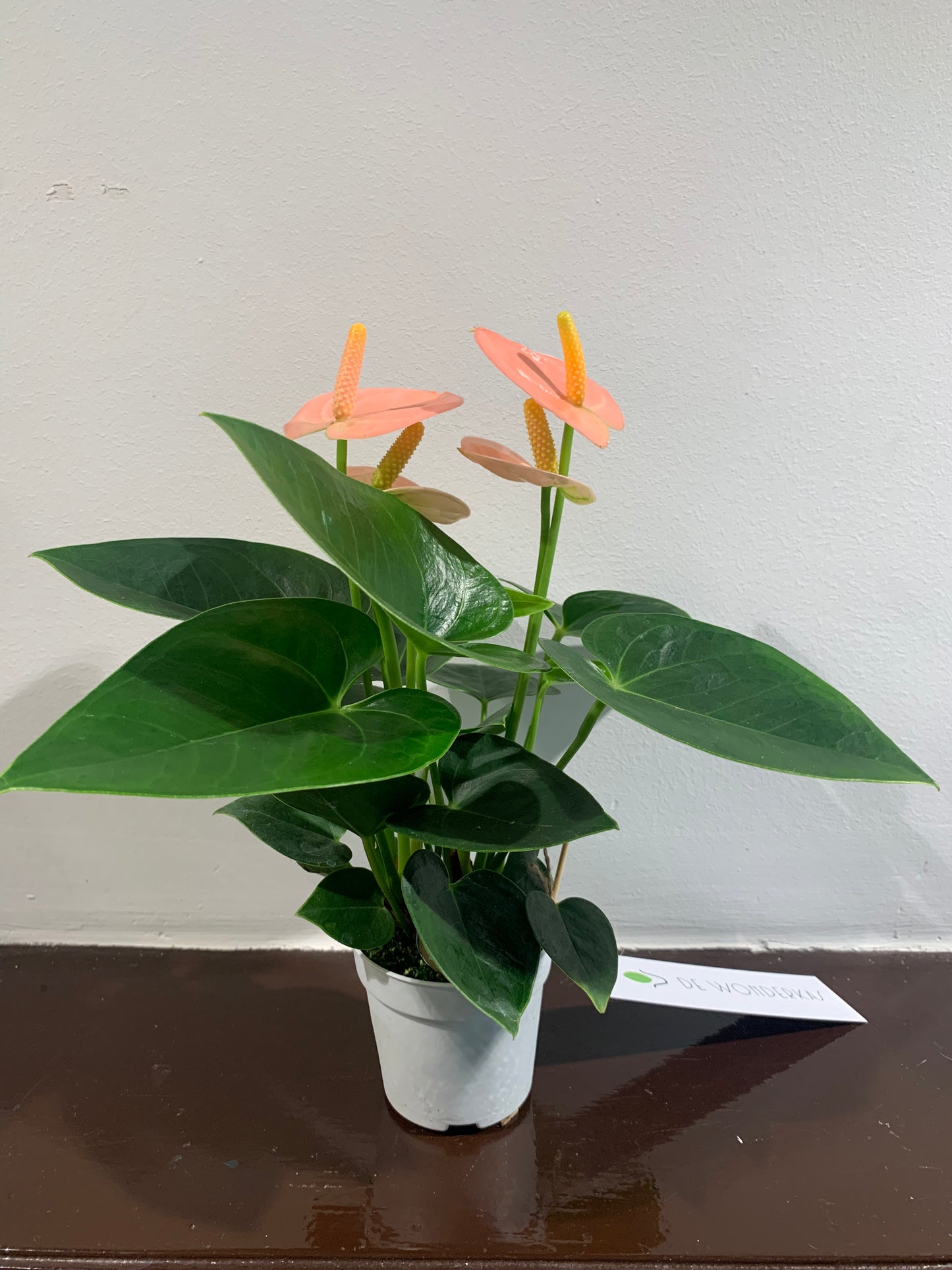 Kamerplant Anthurium roze