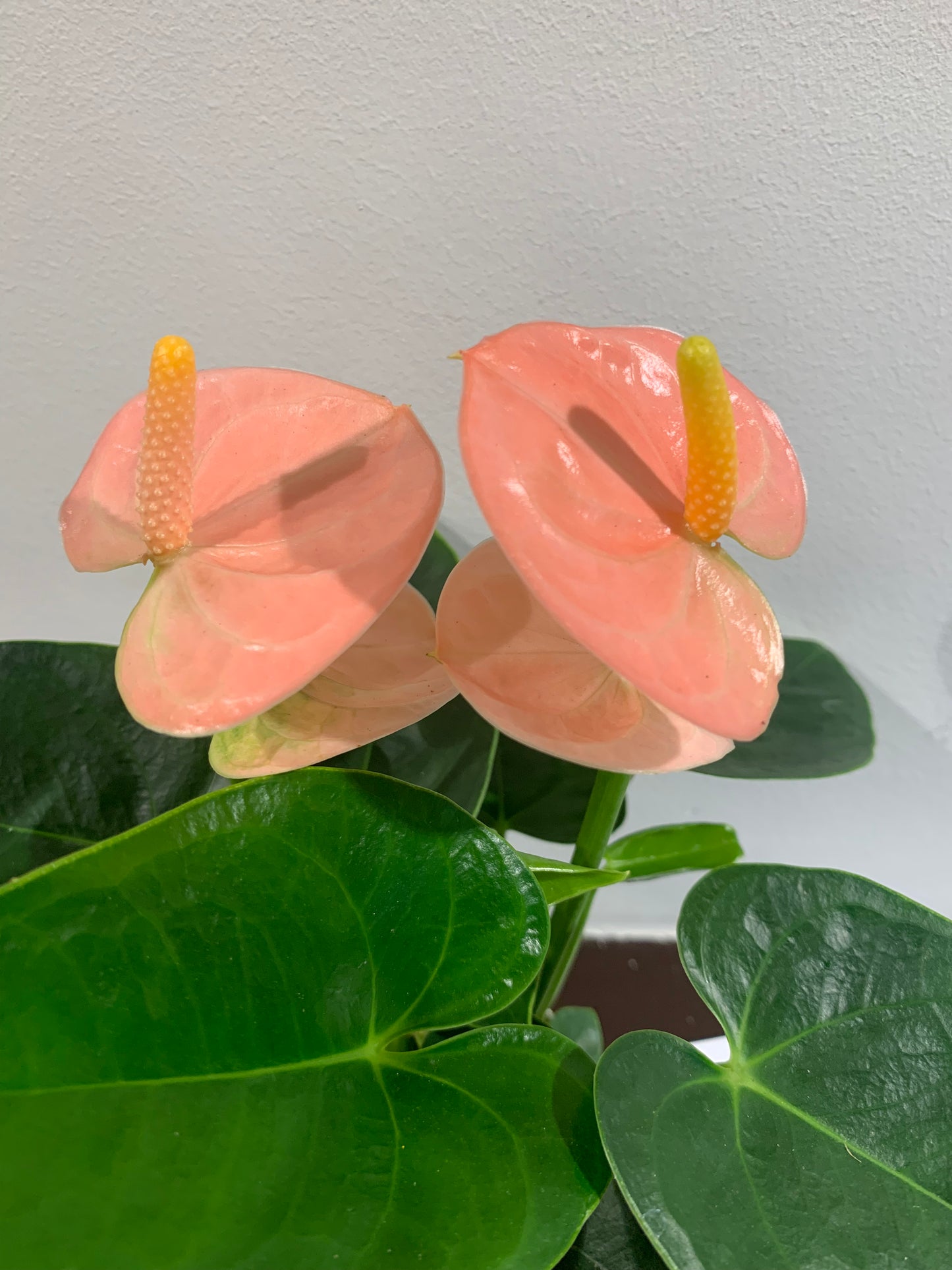 Kamerplant Anthurium roze