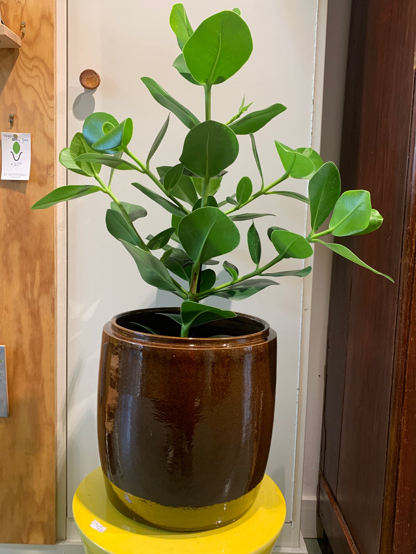 Kamerplant Clusia