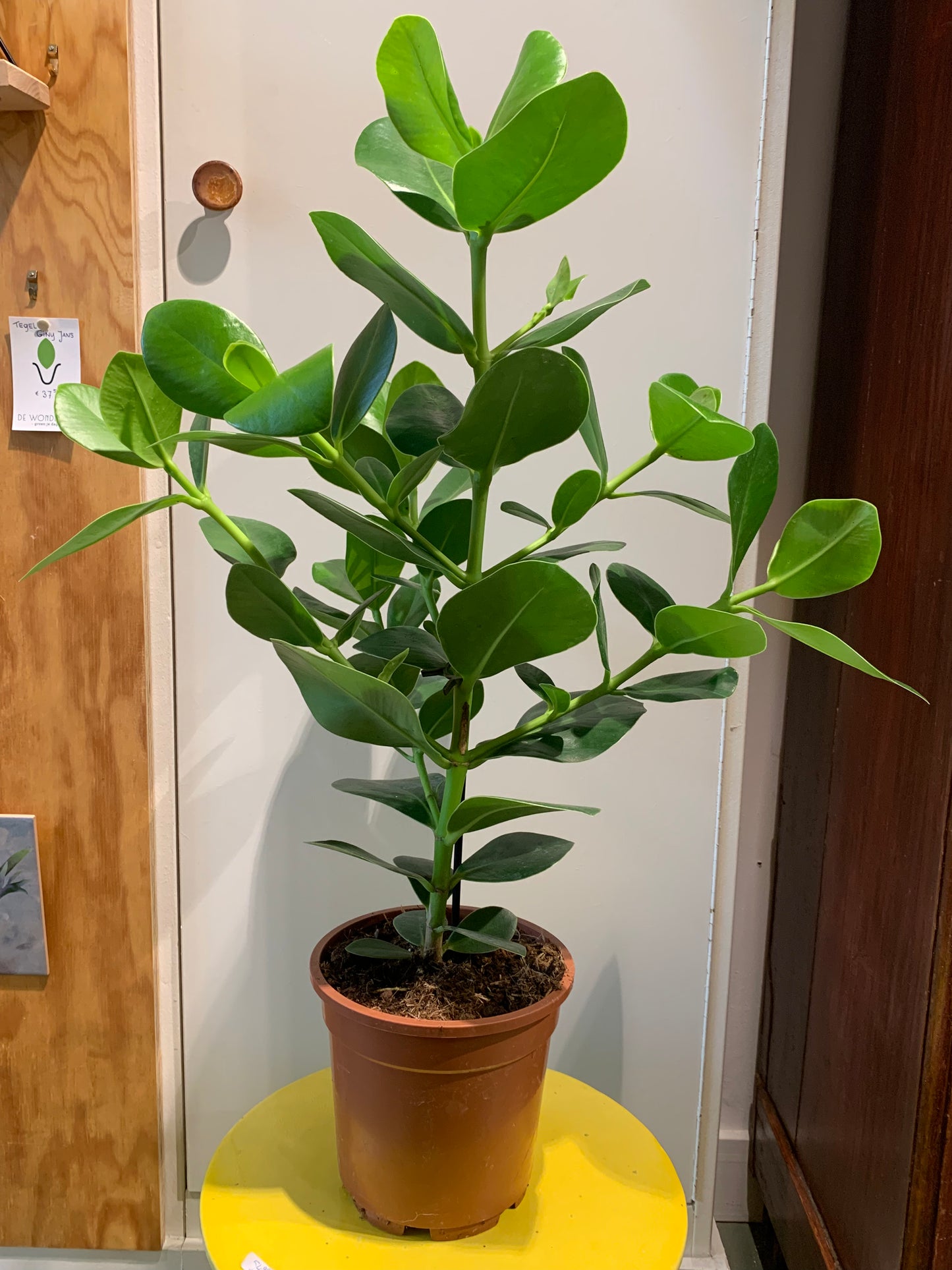 Kamerplant Clusia