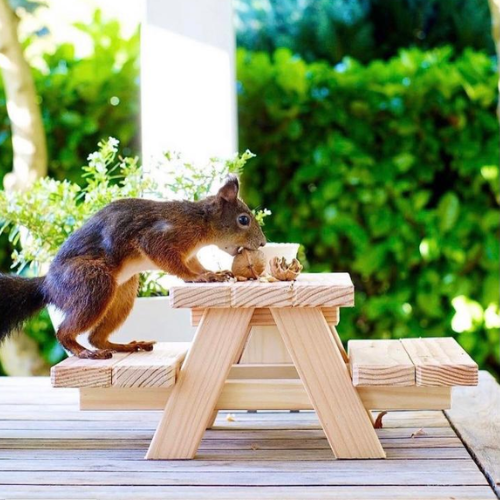 Picknick tafel voor Eekhoorns