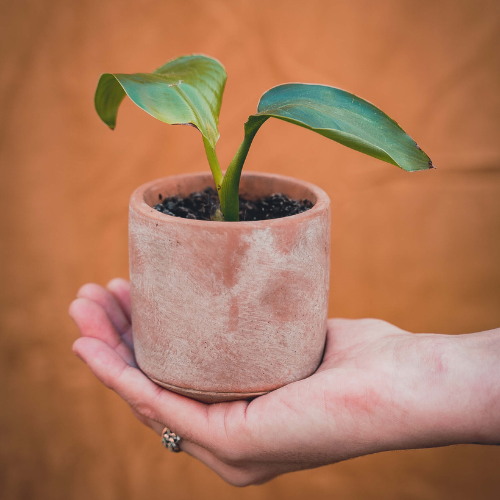 Grow your ownn kweekset Strelitzia