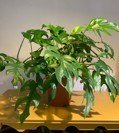 Kamerplant Monstera minima ( Gatenplant)