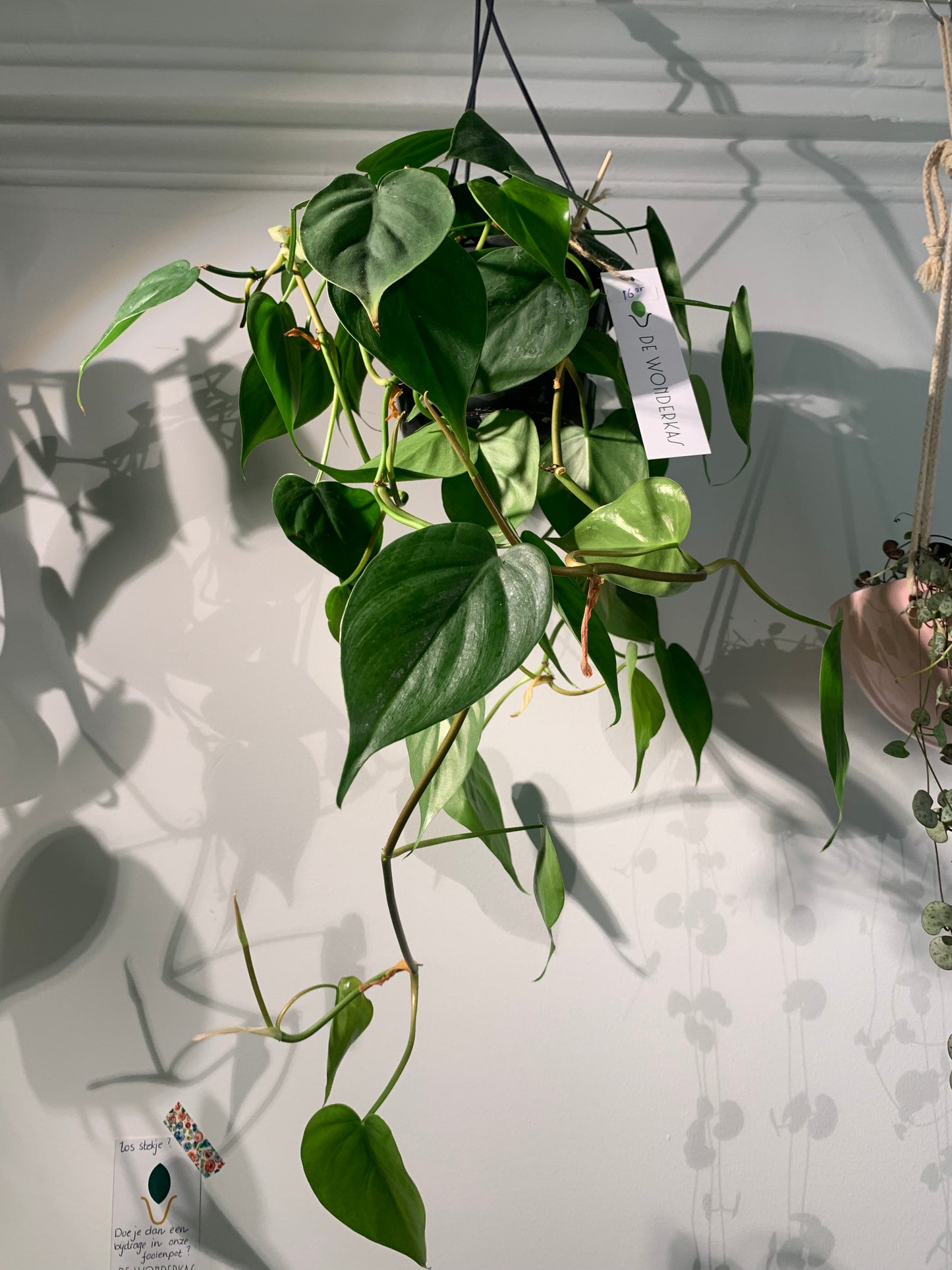Kamerplant Philodendron