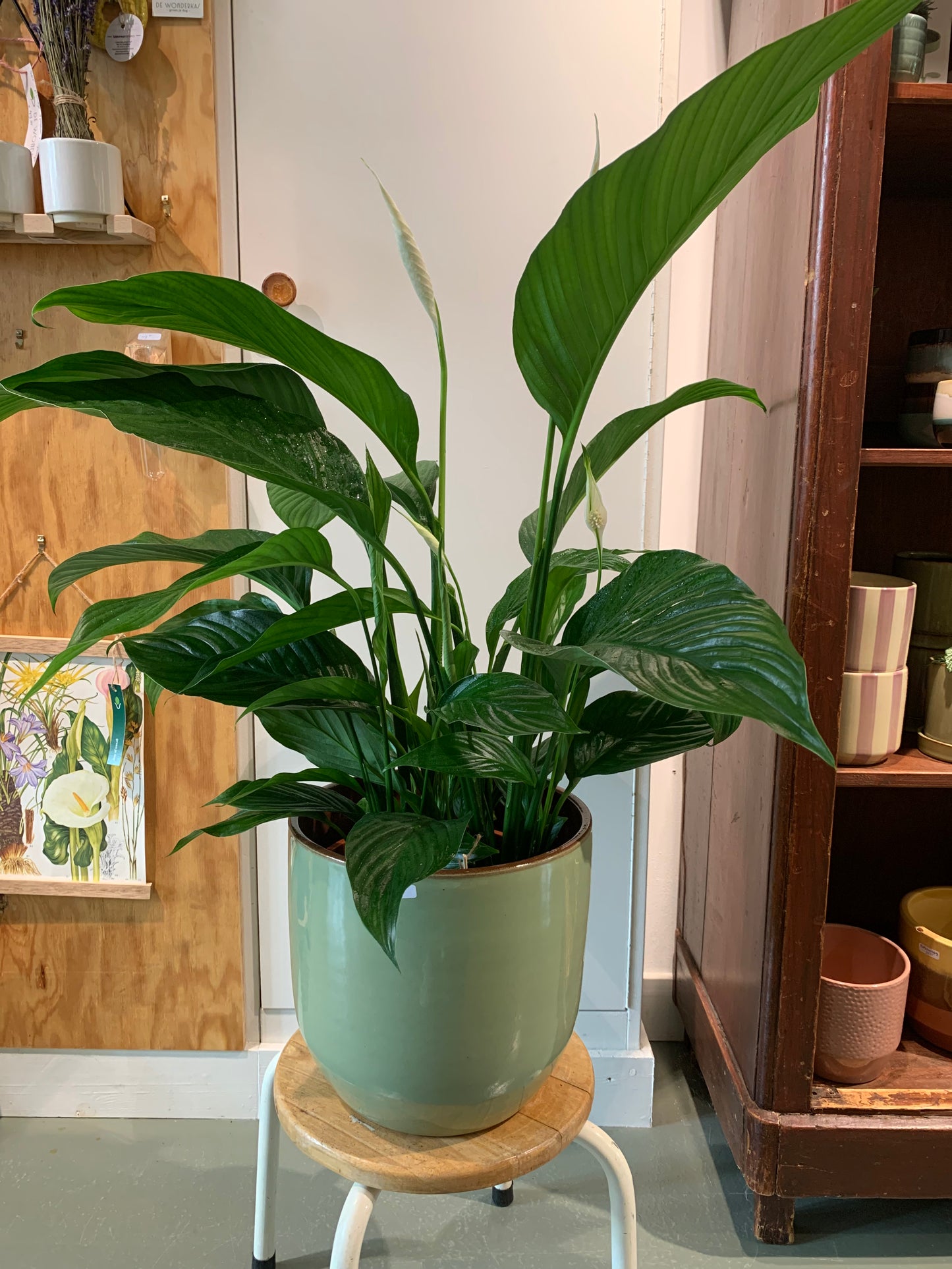 Kamerplant Spathiphyllum (Lepelplant)