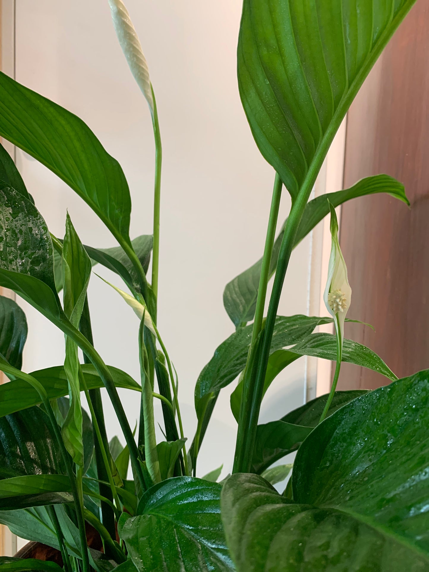 Kamerplant Spathiphyllum (Lepelplant)