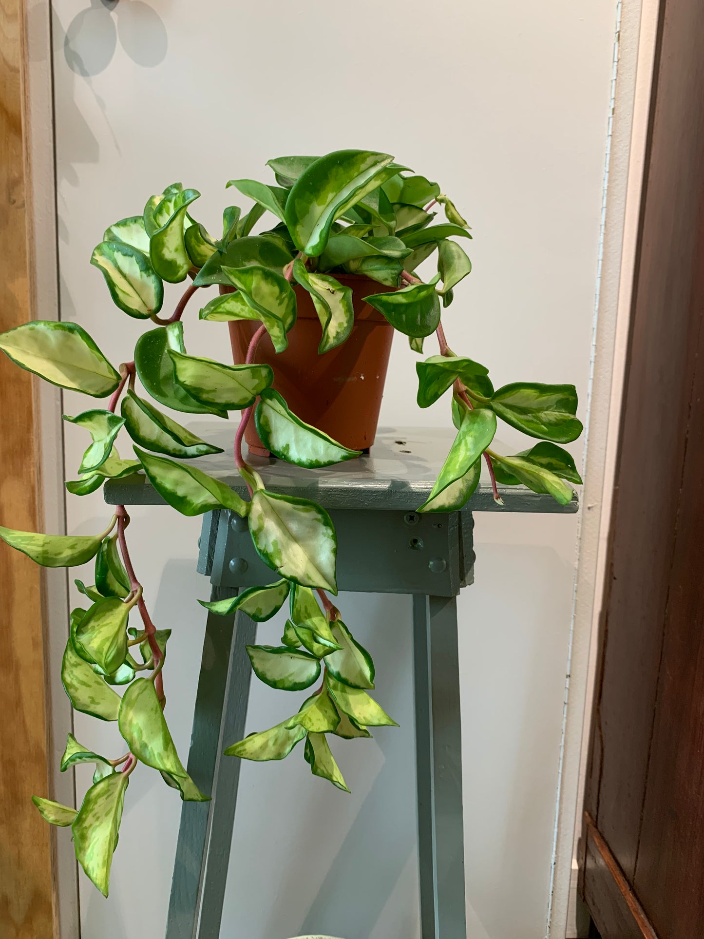 Kamerplant Hoya carnosa tricolor