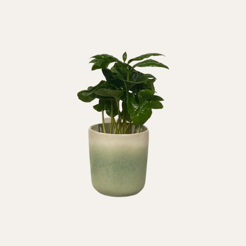 Bloempot mini groen wit