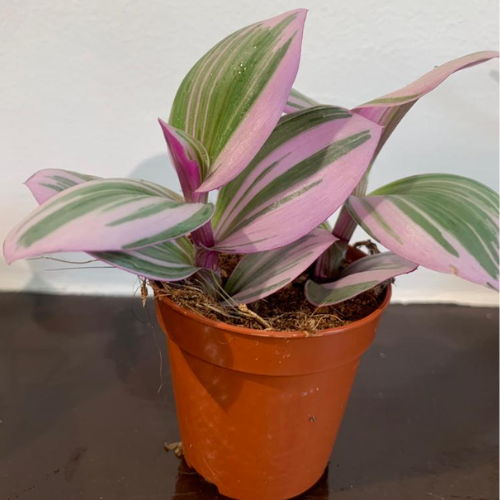 Kamerplant Tradescantia (Vaderplant)