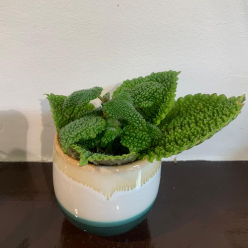 Kamerplant Pilea (vriendschap plantje)