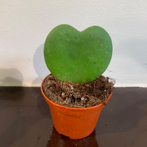 Kamerplant Hoya