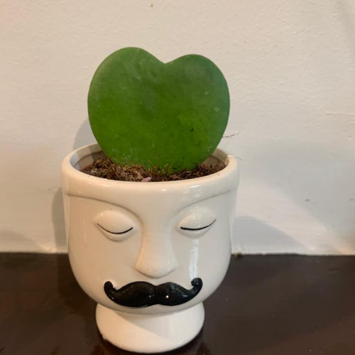 Kamerplant Hoya