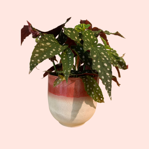 Bloempot rood/ roze - beige
