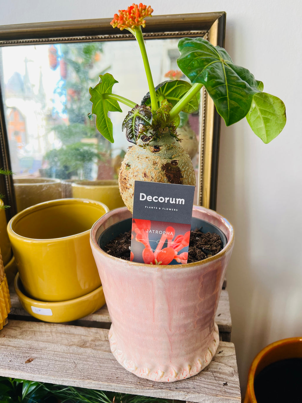 Bloempot roze met randje maat M