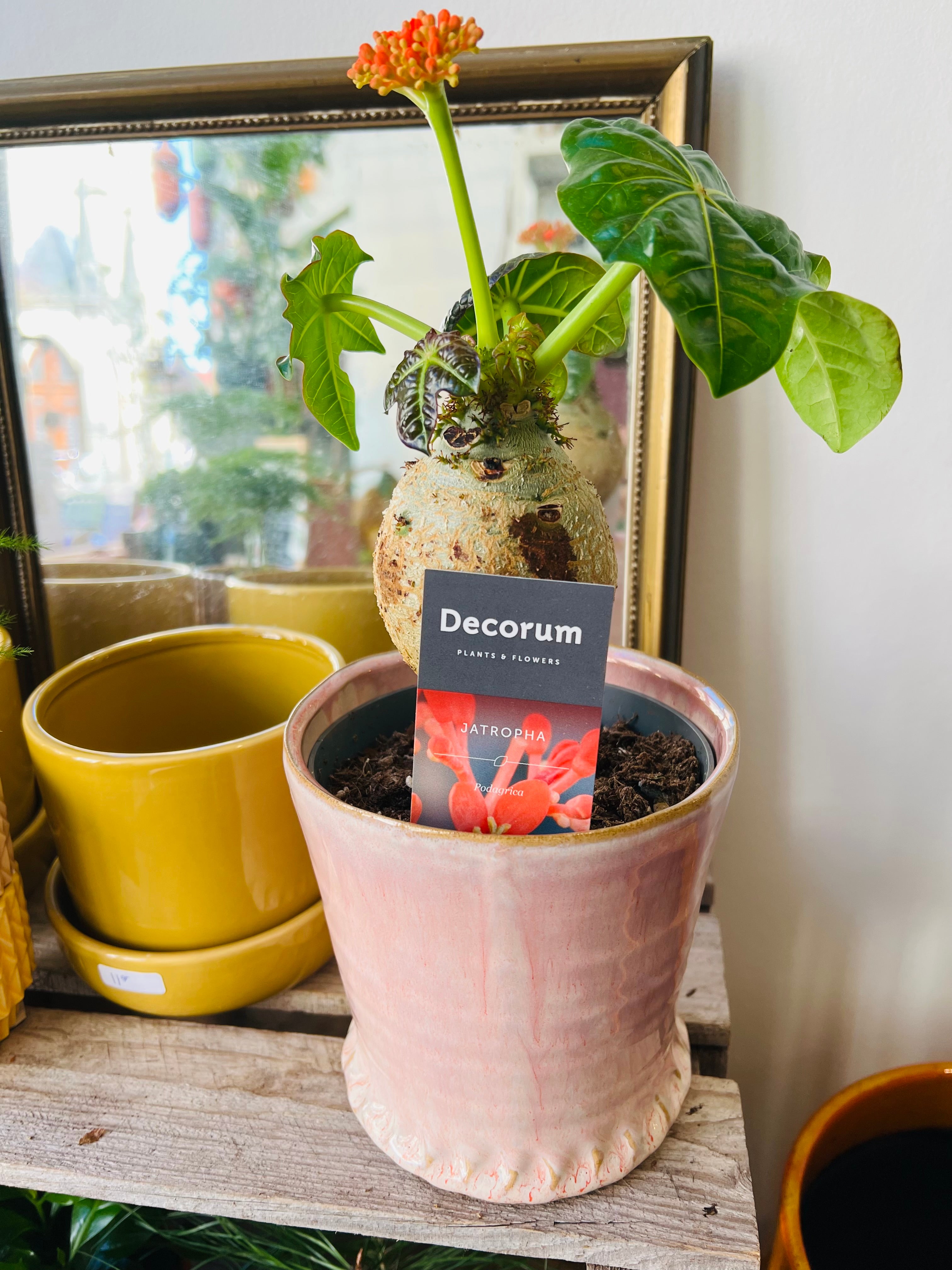 Bloempot roze met randje maat M