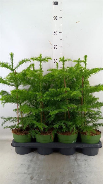 Plant Kamerden Araucaria maat M
