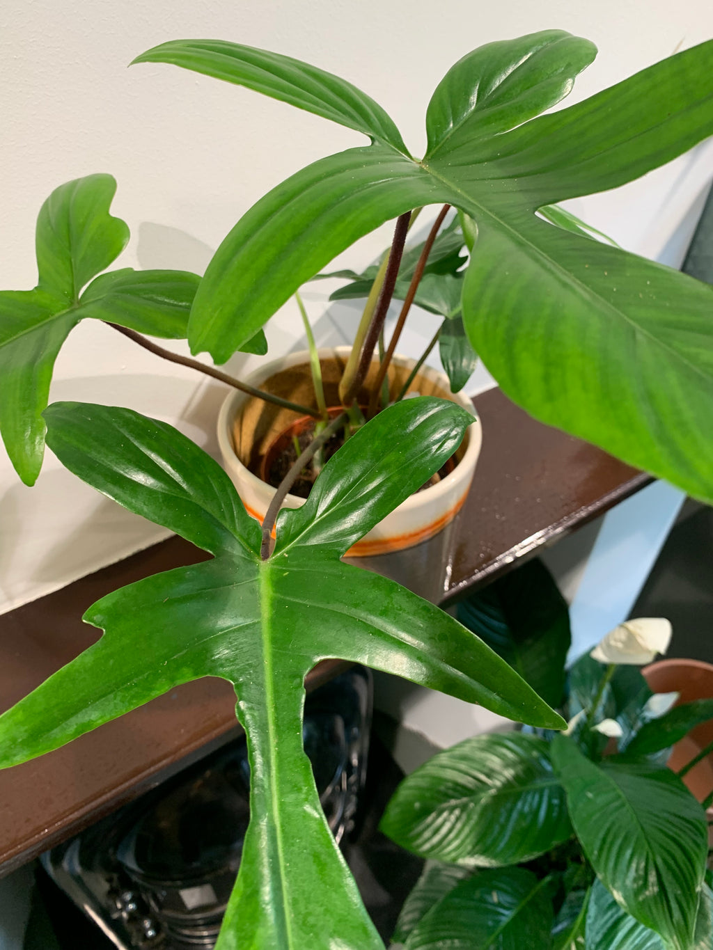 Kamerplant Philodendron Pedatum