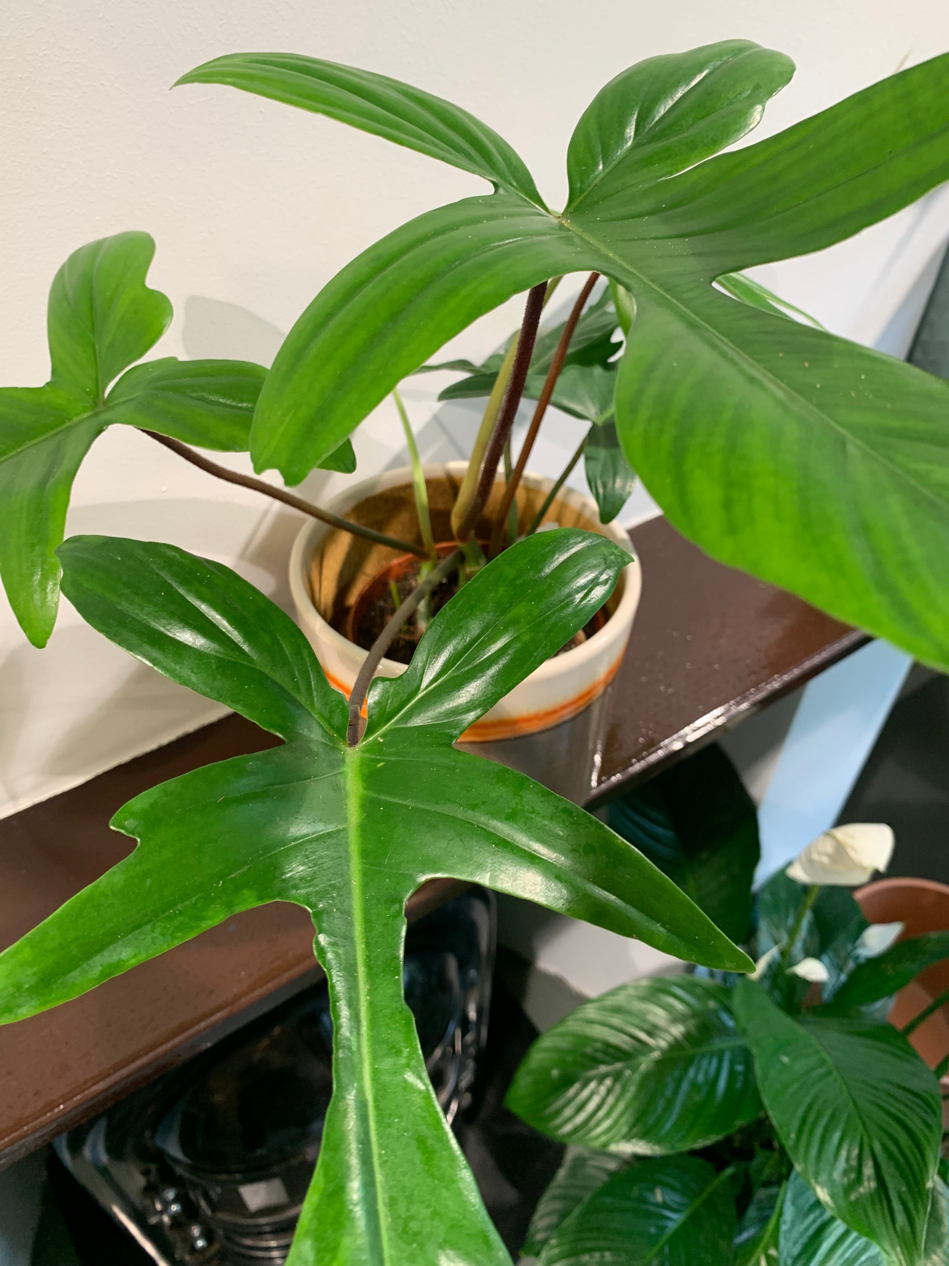 Kamerplant Philodendron Pedatum