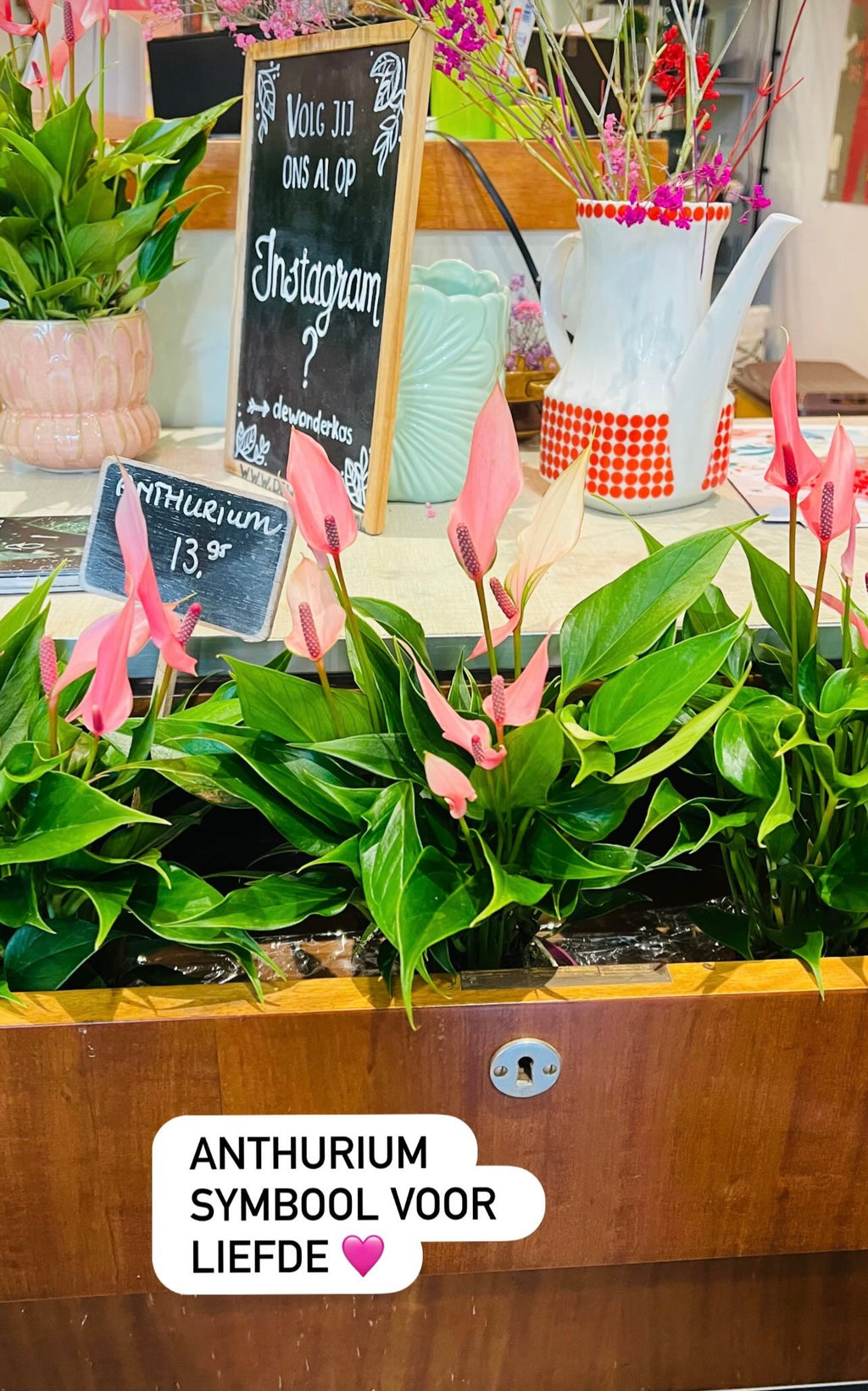 Kamerplant Anthurium Lilly licht roze
