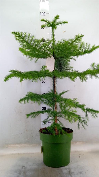 Plant Kamerden Araucaria maat L