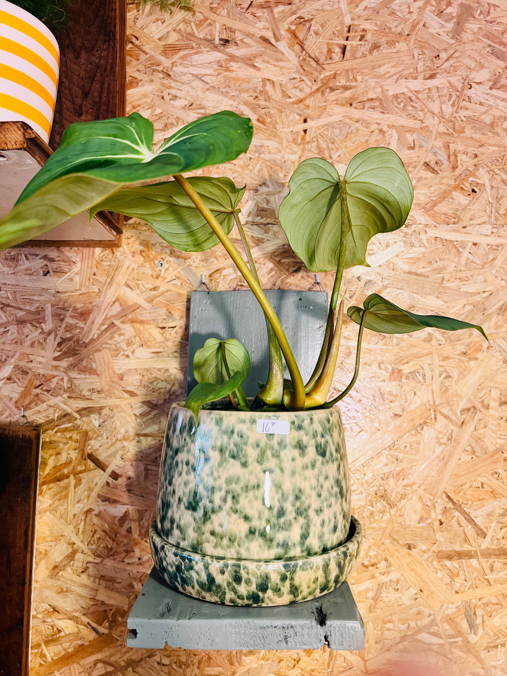 Bloempot groen- beige met patroon M