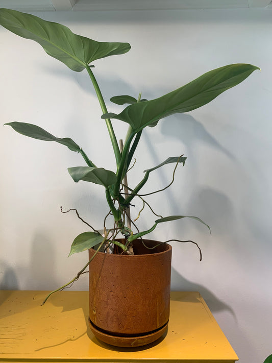 Kamerplant Philodendron Silver Queen