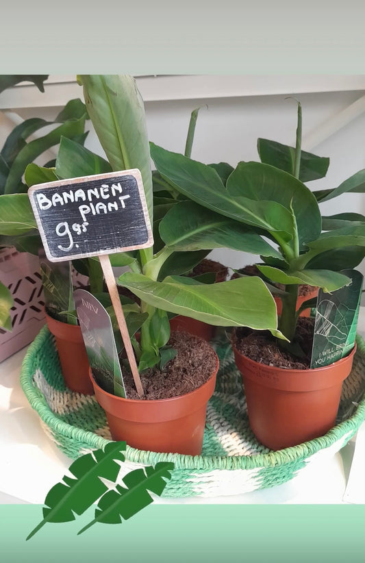 Kamerplant Bananenplant