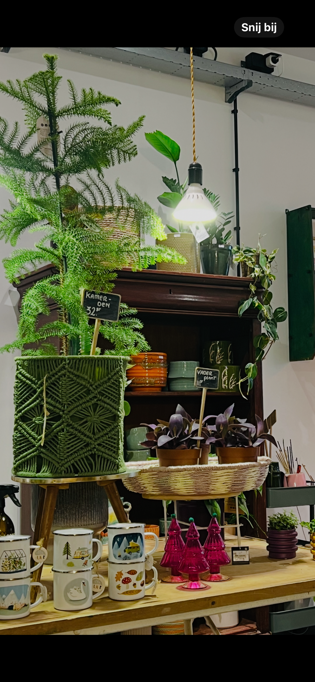 Plant Kamerden Araucaria maat L