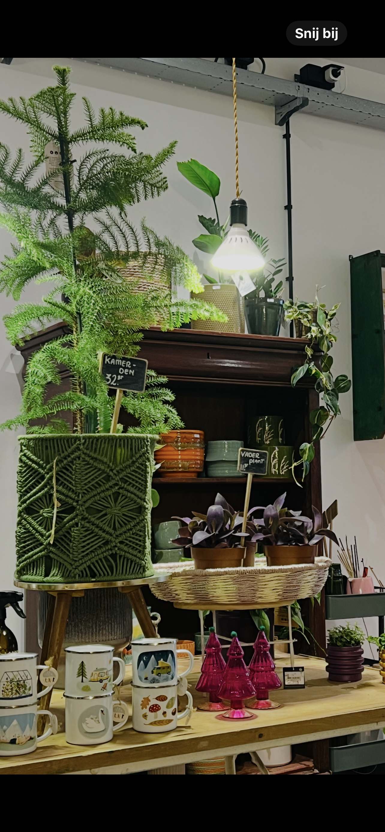 Plant Kamerden Araucaria maat L