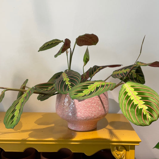 Kamerplant Maranta leuconeura Fascinator