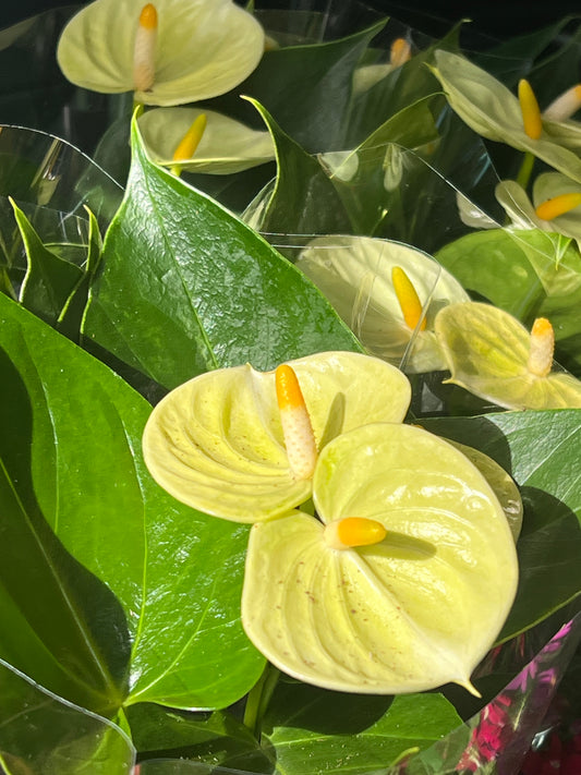Kamerplant Anthurium licht geel