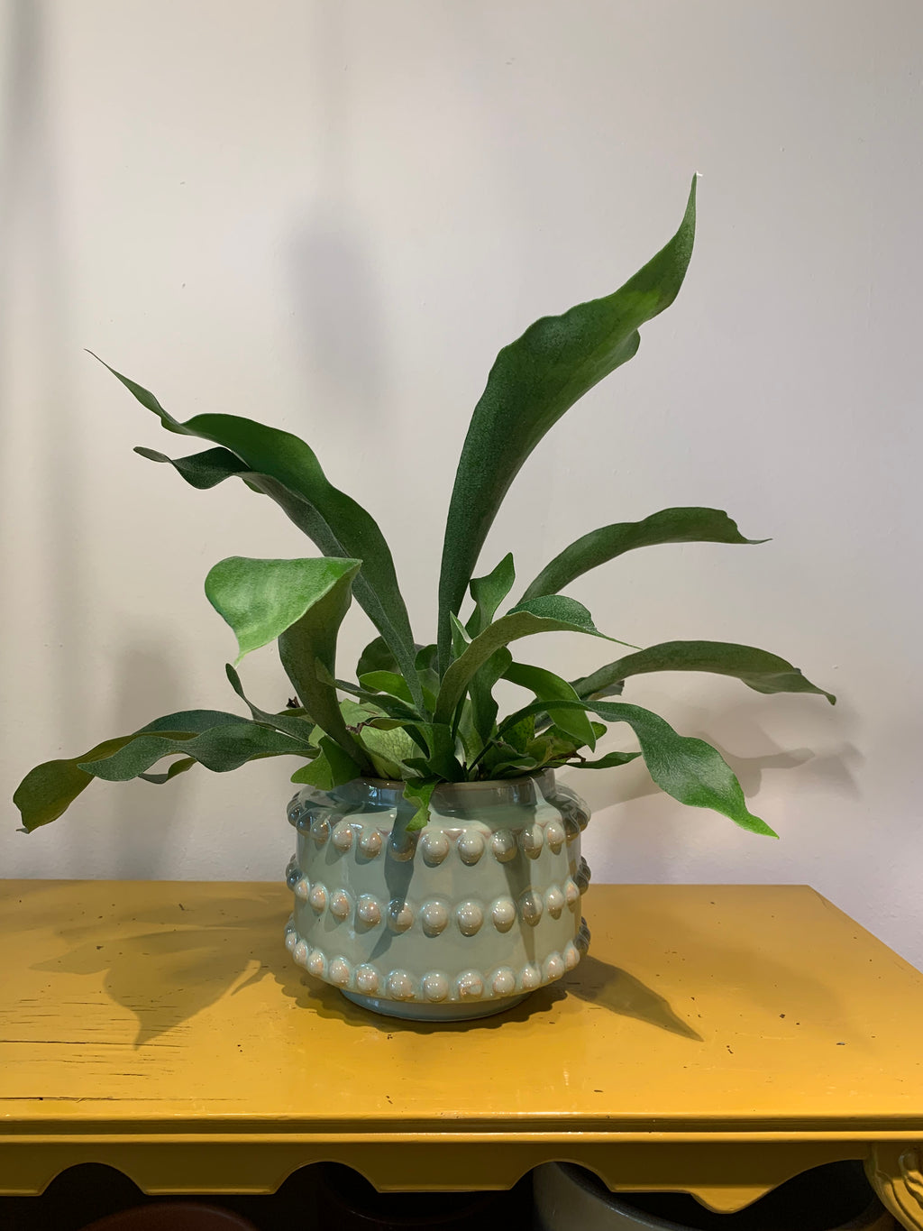 Kamerplant Hertshoorn