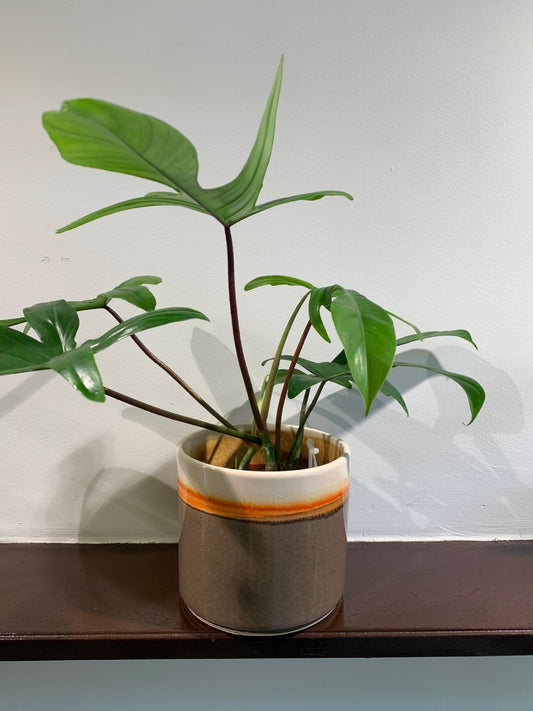 Kamerplant Philodendron Pedatum