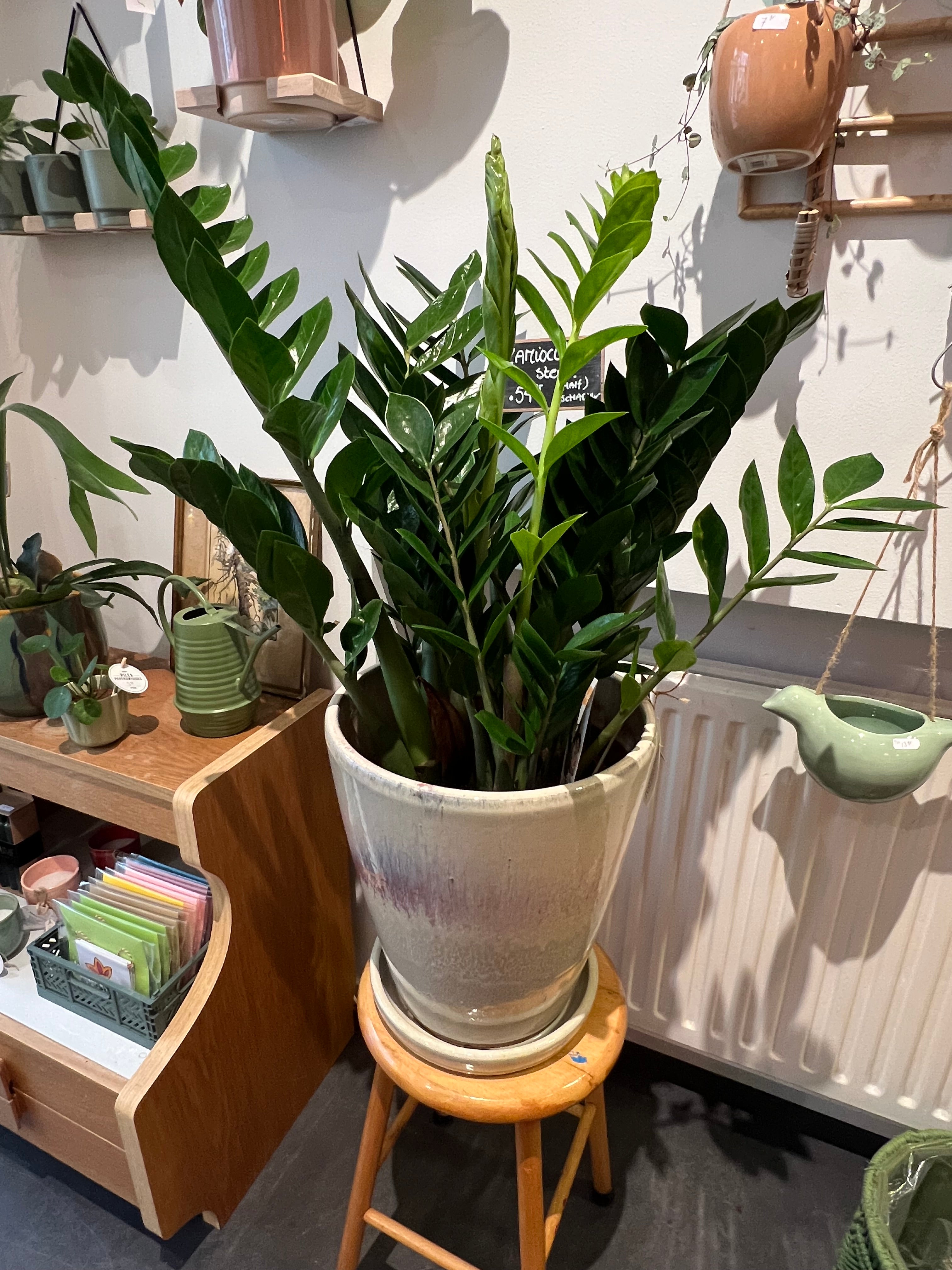 Kamerplant Zamioculcas