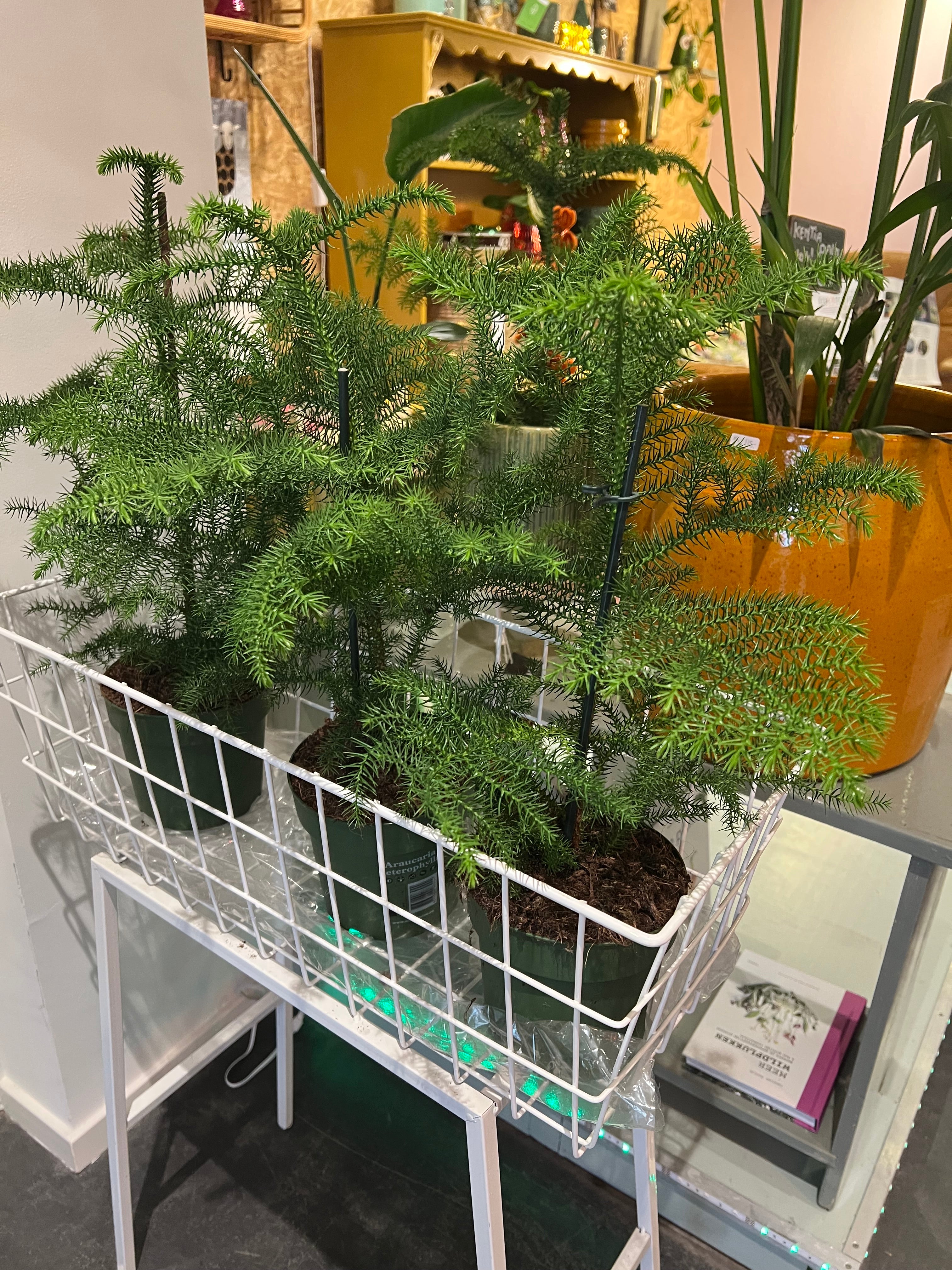 Plant Kamerden Araucaria maat M