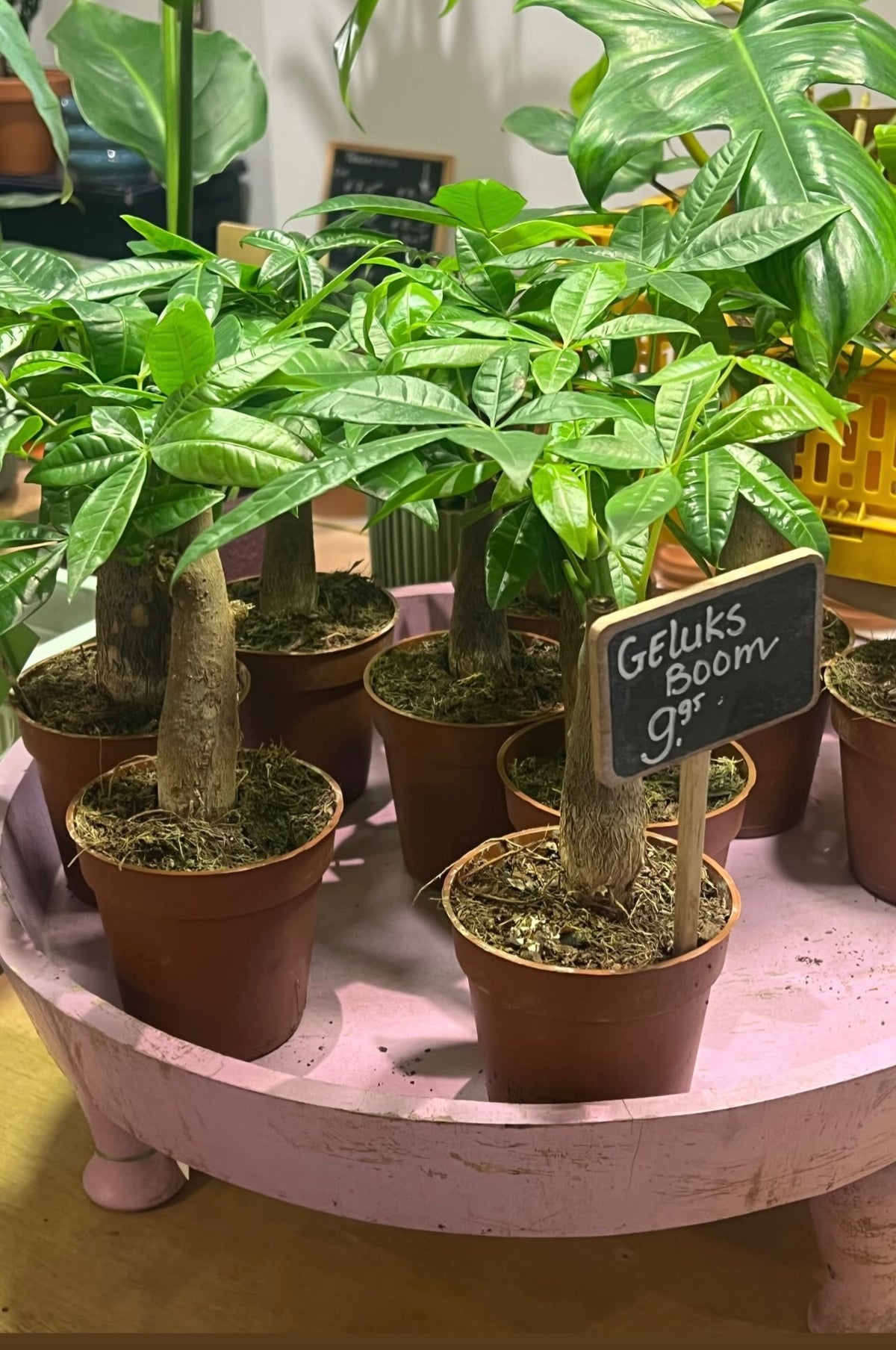 Kamerplant Pachira (Geluksplant)