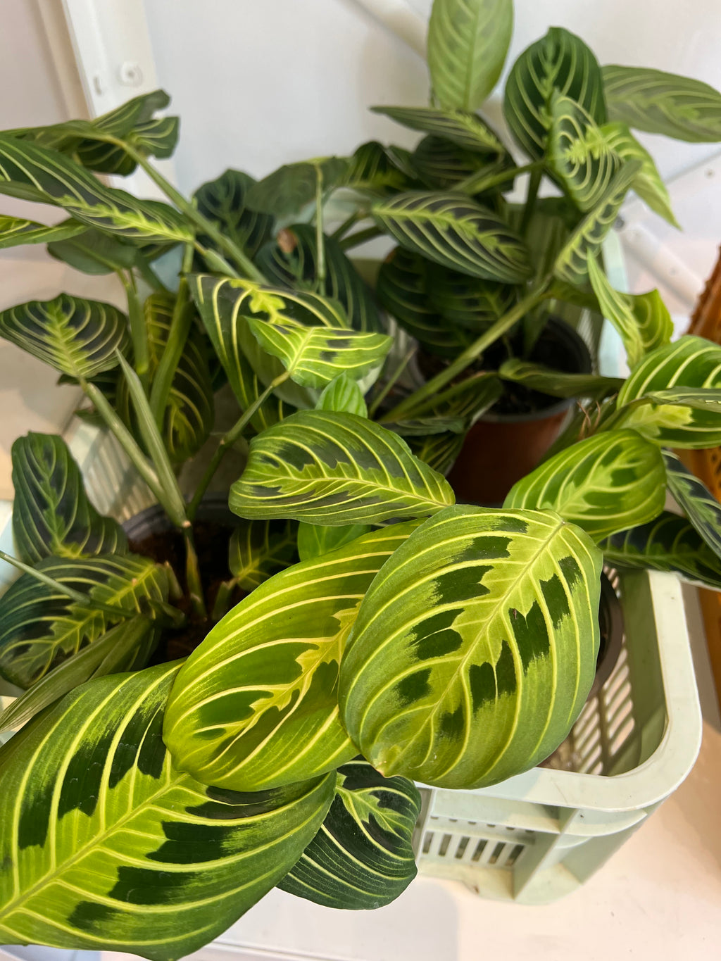 Kamerplant Maranta leuconeura Fascinator