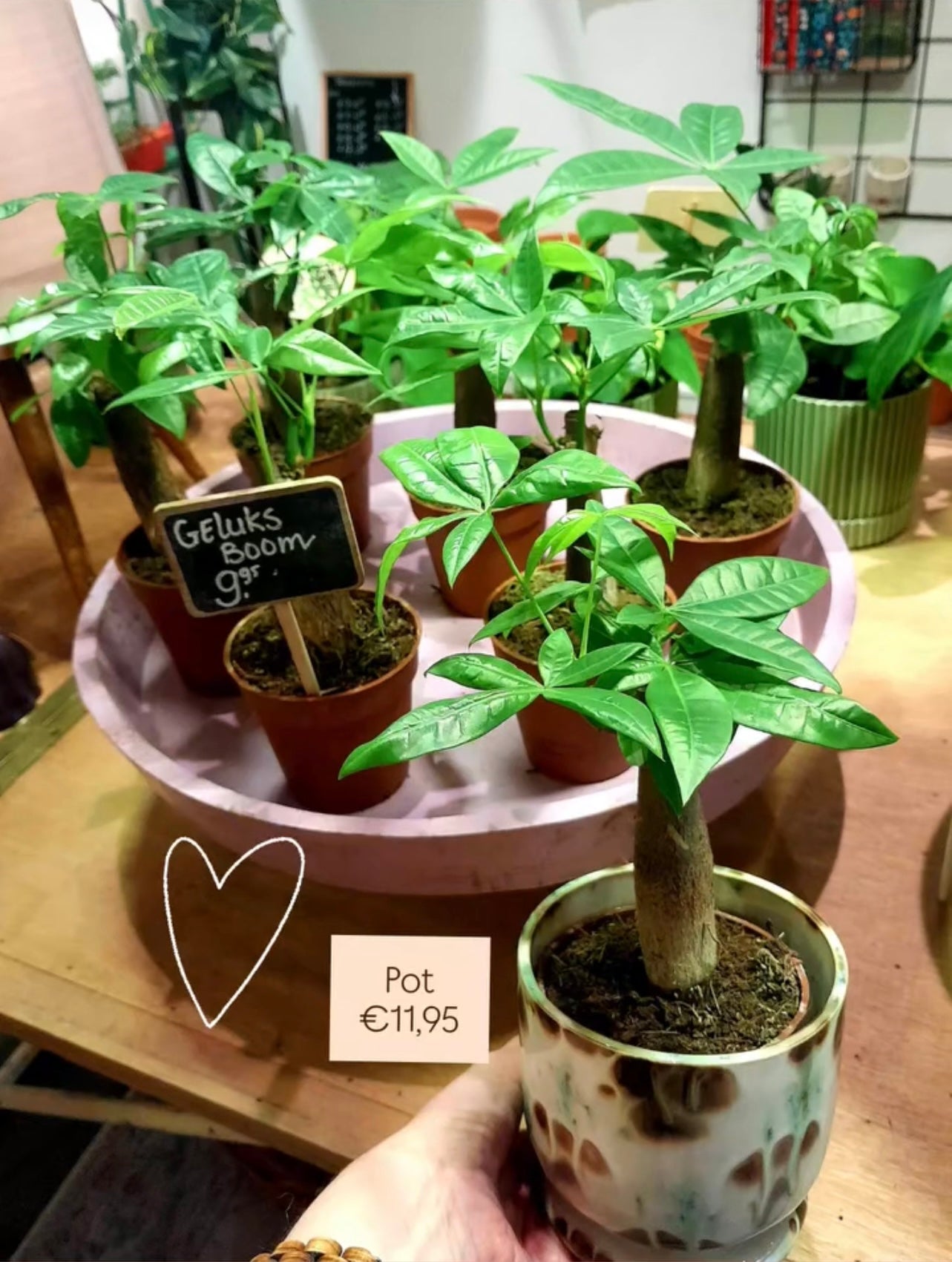 Kamerplant Pachira (Geluksplant)